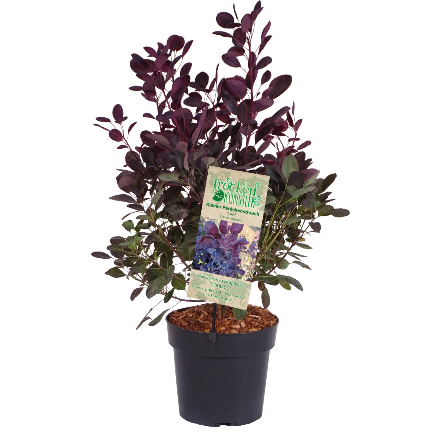 GROW by OBI Perückenstrauch "Lilla" Höhe ca. 40 cm Topf ca. 4,5 l Cotinus c.