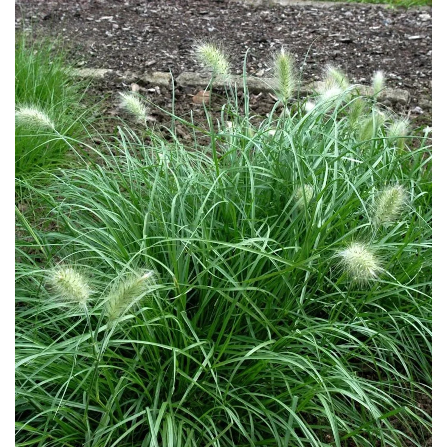 Wolliges Federborstengras - Pennisetum villosum