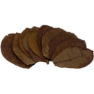 Proflora Terminalia Catappa Blätter (30 Stk.) zur Wasserwertkorrektur im Aquarium.