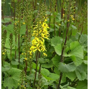 Gelb blühendes Kreuzkraut 'Weihenstephan' (Ligularia stenocephala) im Gartenbeet.