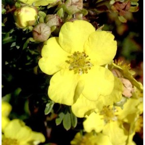 Nahaufnahme einer gelben Blüte des kleinen Spierstrauchs 'Goldteppich' (Potentilla fruticosa).
