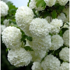 Nahaufnahme des Echten Schneeballs (Viburnum opulus Roseum) mit weißen, ballförmigen Blüten.