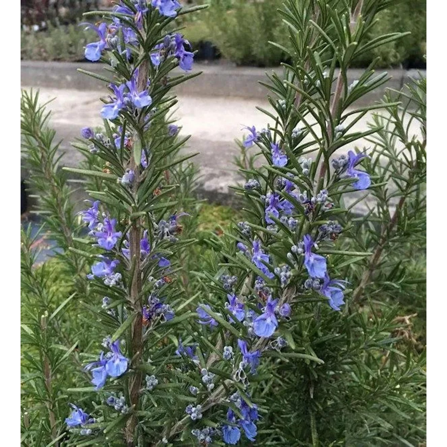 Rosmarin Corsican Blue - Rosmarinus officinalis