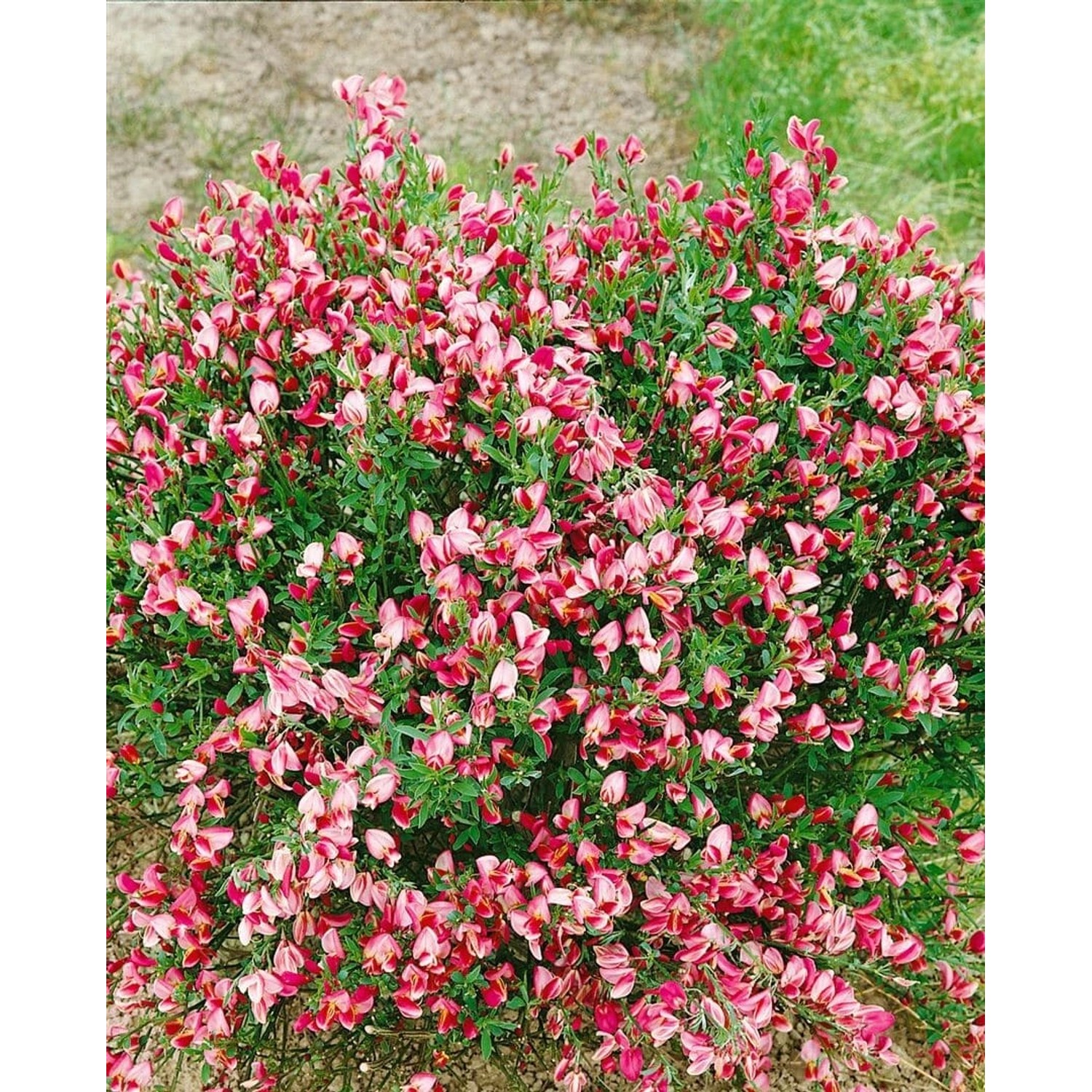 Cytisus Scoparius Besenginster 'Eva' 40-50 cm günstig online kaufen