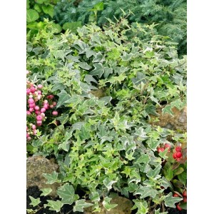 Grün-weißer Efeu 'Little Diamond' (Hedera Helix) als Kletterpflanze im Garten.