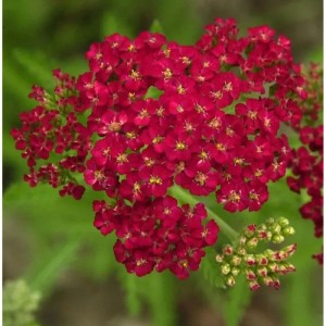 Schafgarbe Fanal, Achillea millefolium mit roten Blütendolden im Detail.