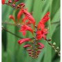 Garten Monbretie Lucifer - Crocosmia masoniorum_2