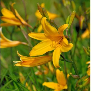 Gelbe Taglilie 'Thumbelina' (Hemerocallis) im Gartenbeet, Nahaufnahme.