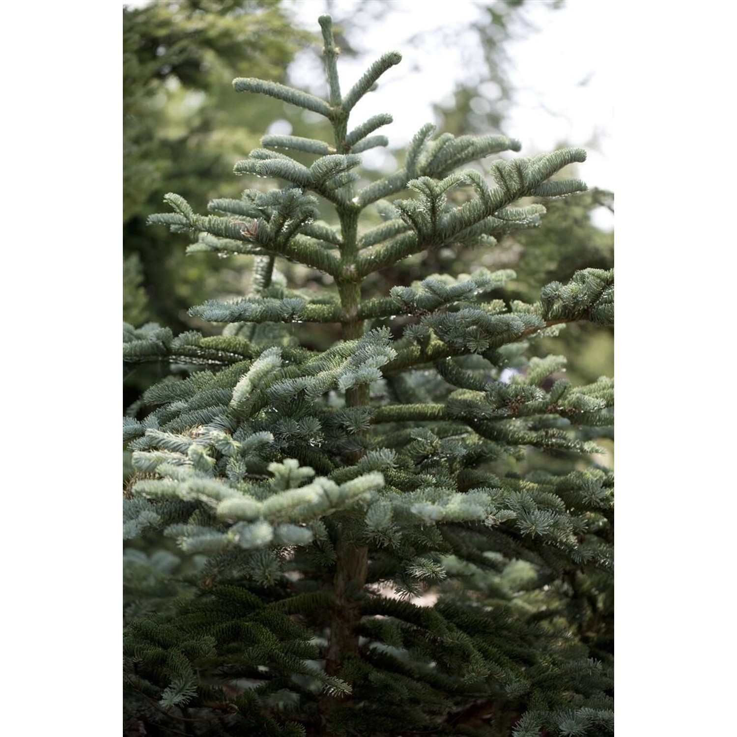 Abies Concolor Weißtanne 200–225 cm günstig online kaufen