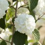 Nahaufnahme des Japanischen Schneeballs 'Rotundifolium' mit weißen Blüten.