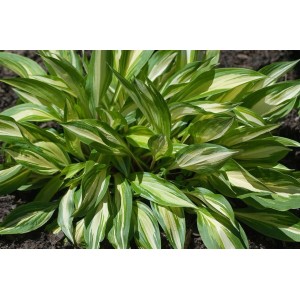 Funkie 'Cherry Berry' im Topf: Staude mit grün-weiß panaschierten Blättern. Ideal für schattige Standorte.