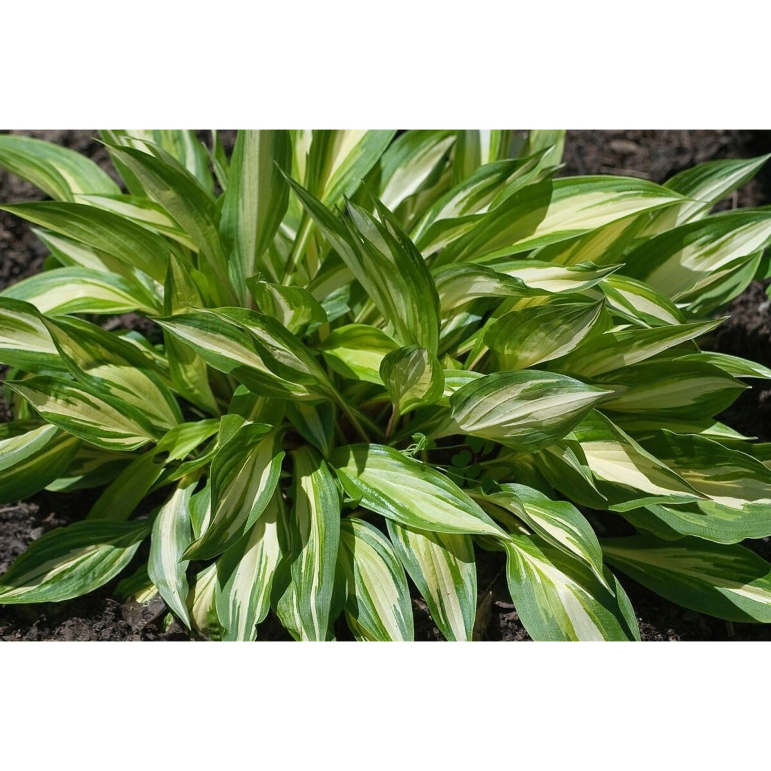 Hosta X Cult. Cherry Berry Ca. 11x11 cm Topf günstig online kaufen