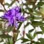 Nahaufnahme: Blauviolette Blüte des Rhododendron Impeditum Azurika, 40–50 cm hoch.