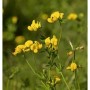 Gewöhnlicher Hornklee (Lotus corniculatus) mit leuchtend gelben Blüten und grünen Blättern. Eine robuste Staude.