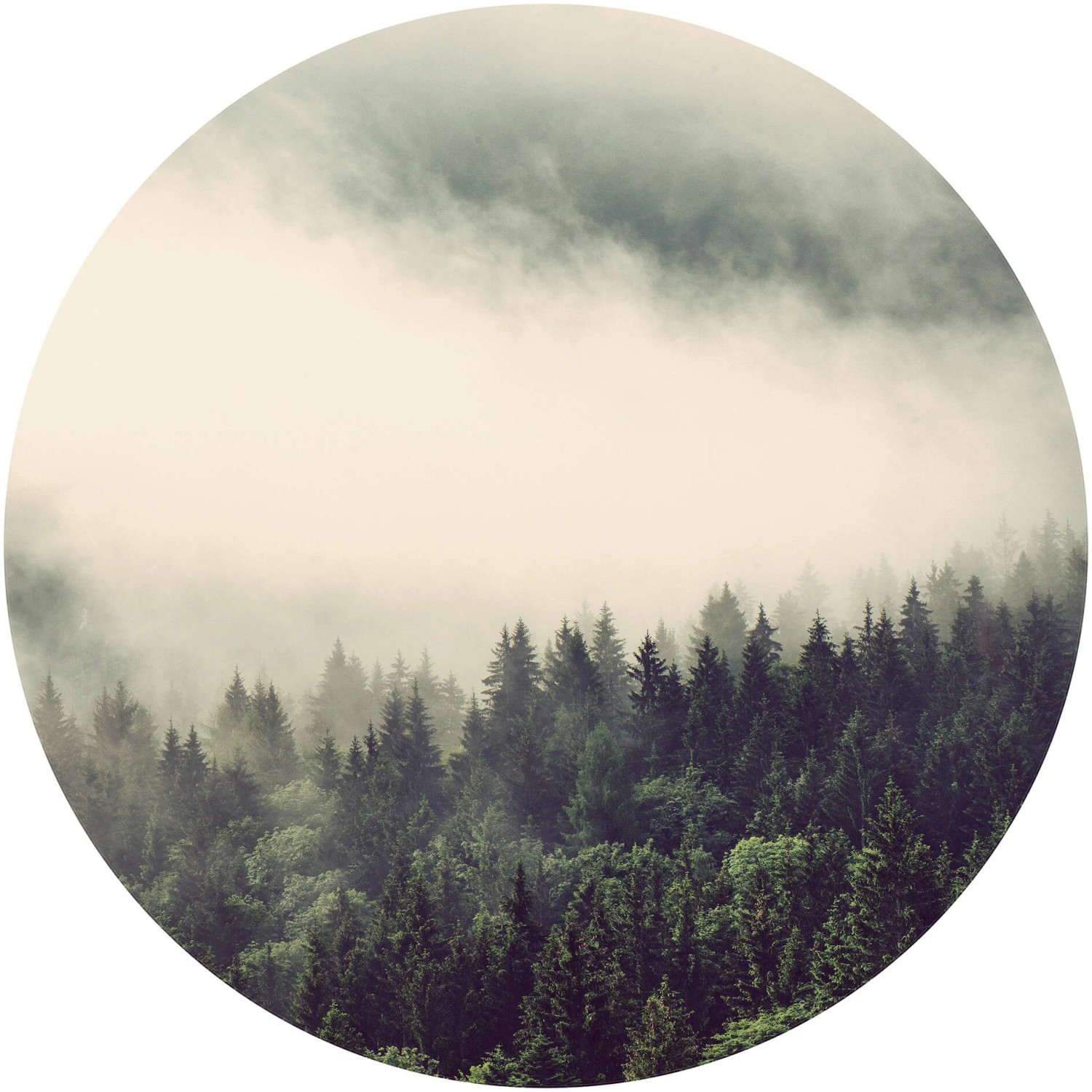 Erfurt Fototapete Vlies Wald im Nebel Ø 236 cm