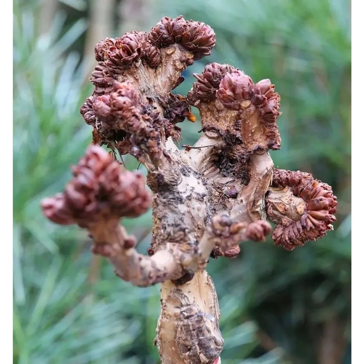 Hochstamm Gespensterkastanie 80-100cm - Aesculus hippocastanum