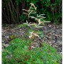 Wald Geißbart Bronze (Aruncus aethusifolius) mit creme-weißen Blüten im Garten.
