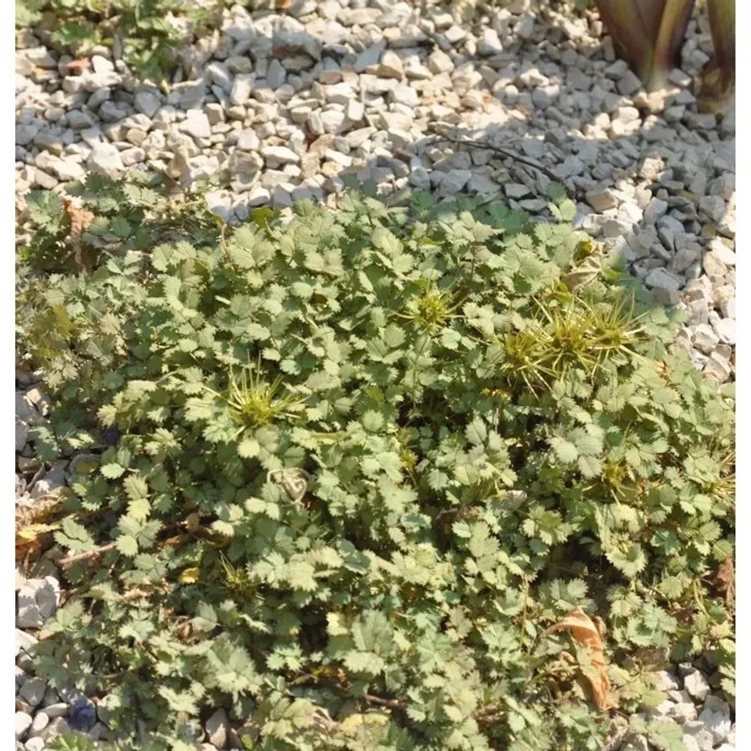 Stachelnüßchen Frikart - Acaena caesiiglauca