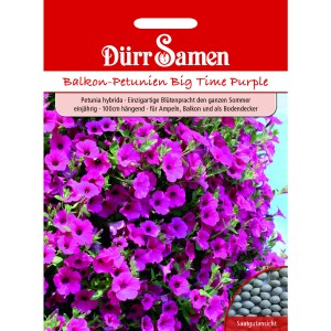 Dürr Samen Petunien Purple Wave F1: Blühende, violette Petunien auf der Saatgutpackung.