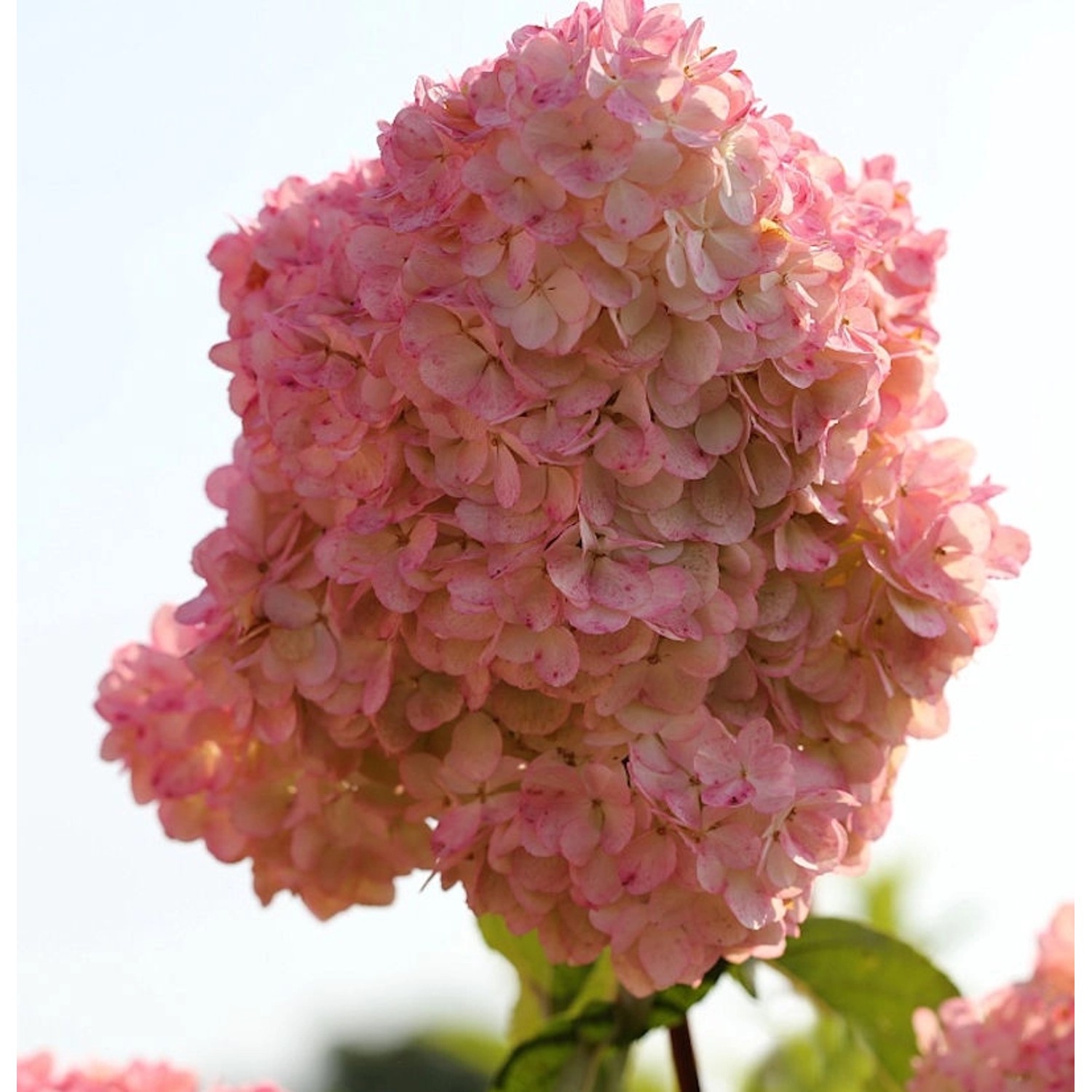 Rispenhortensie Diamand Rouge 40-60cm - Hydrangea paniculata günstig online kaufen