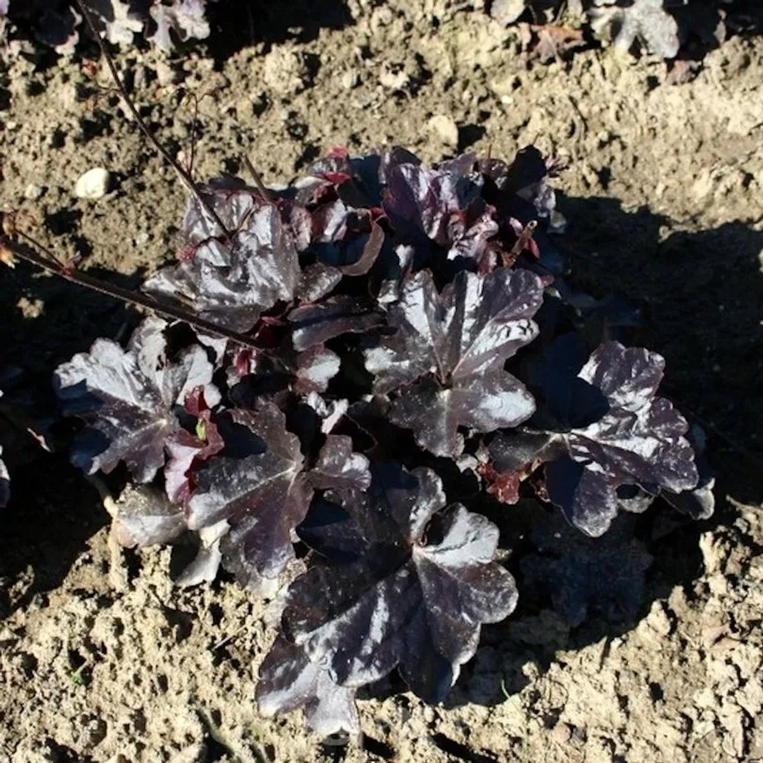 Silberglöckchen Black Taffeta - Heuchera cultorum