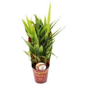 Exotenherz Thaiingwer (Alpina Galanga) im 12cm Topf mit grünen Blättern.