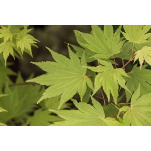 Nahaufnahme des gelbgrünen Japanischen Ahorns 'Jordan' (Acer shirasawanum) mit filigranen Blättern.