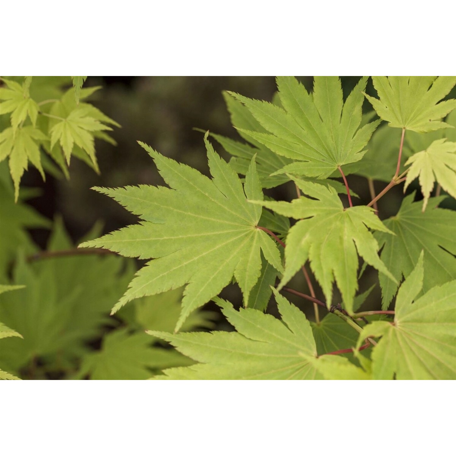 Acer Shirasawanum Jordan Japanischer Ahorn Gelbgrün 60–80 cm günstig online kaufen