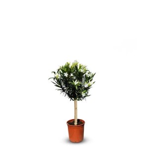 Sunny-Tree Oleander auf Stamm Farbe Weiß Nerium Oleander Höhe 90-110 cm Pflanze für Draußen Immergrün im Winter Mediterrane Pflanze