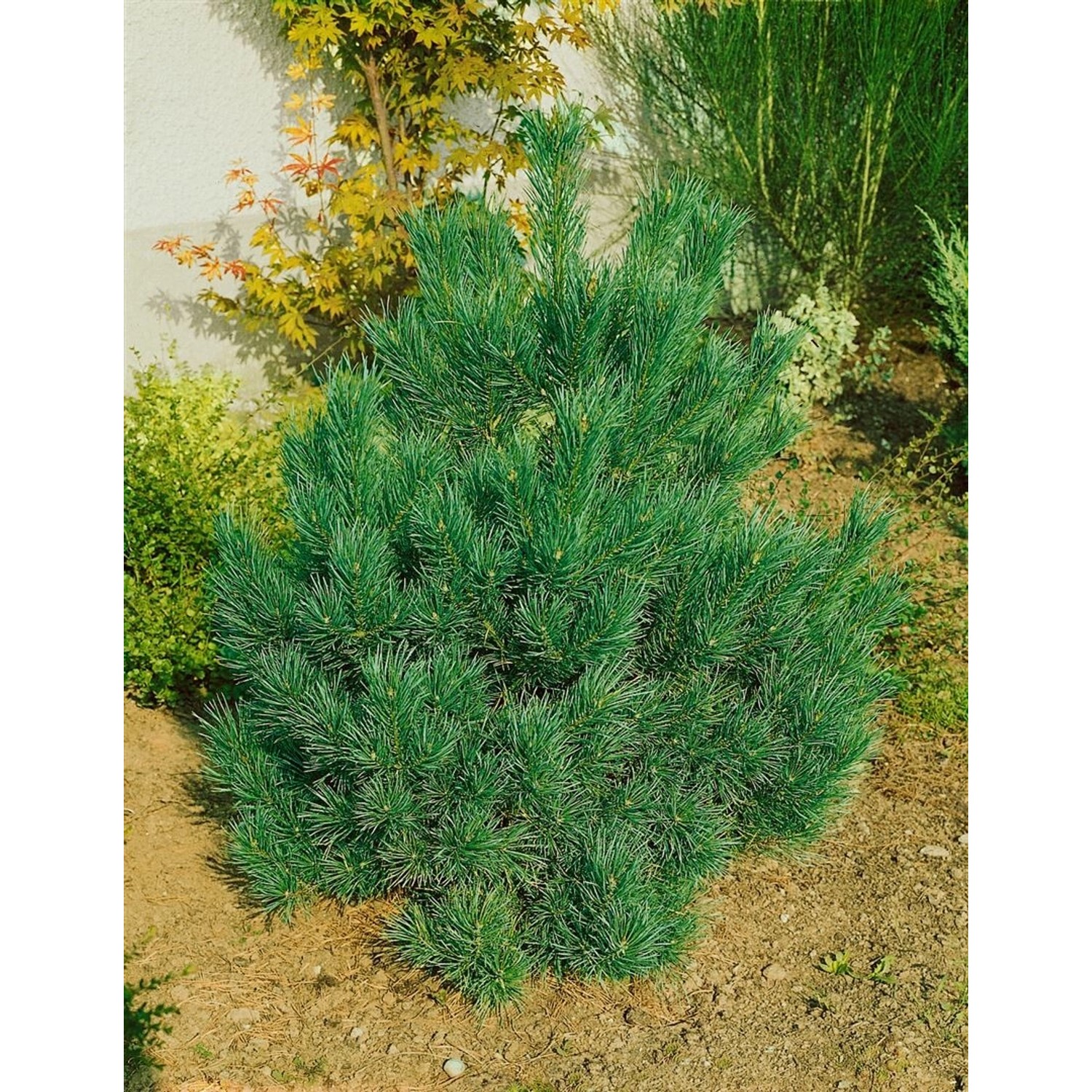 Pinus Cembra Nana Zirbelkiefer Kompakt 60–70 cm günstig online kaufen