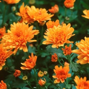 Winteraster Bronzeteppich - Chrysanthemum Indicum