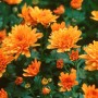 Winteraster Bronzeteppich, orangefarbene Blüten der Chrysanthemum Indicum Staude.