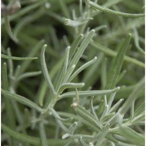 Nahaufnahme von silbergrünen Blättern des Echten Lavendel Silver Dwarf (Lavandula angustifolia).