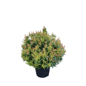 Lavendelheide 'Debutante' im Topf, ca. 50-60 cm hoch, mit grünen Blättern und Blütenknospen.