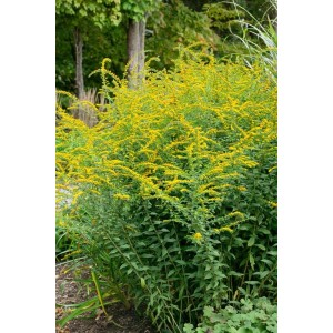 Raue Goldrute 'Fireworks' mit leuchtend gelben Blüten im Gartenbeet.