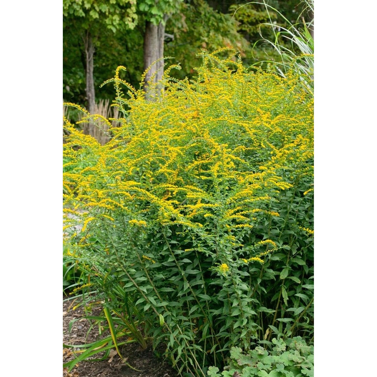 Solidago Rugosa Fireworks Raue Goldrute Ca. 9x9 cm Topf günstig online kaufen