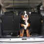 Schwarzes, verstellbares Hundegitter aus Stahl im Kofferraum mit Berner Sennenhund. Trenngitter für Auto & Gepäck.