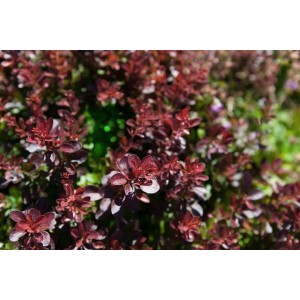 Buschige Blutberberitze 'Atropurpurea Nana' mit purpurroten Blättern im Detail.