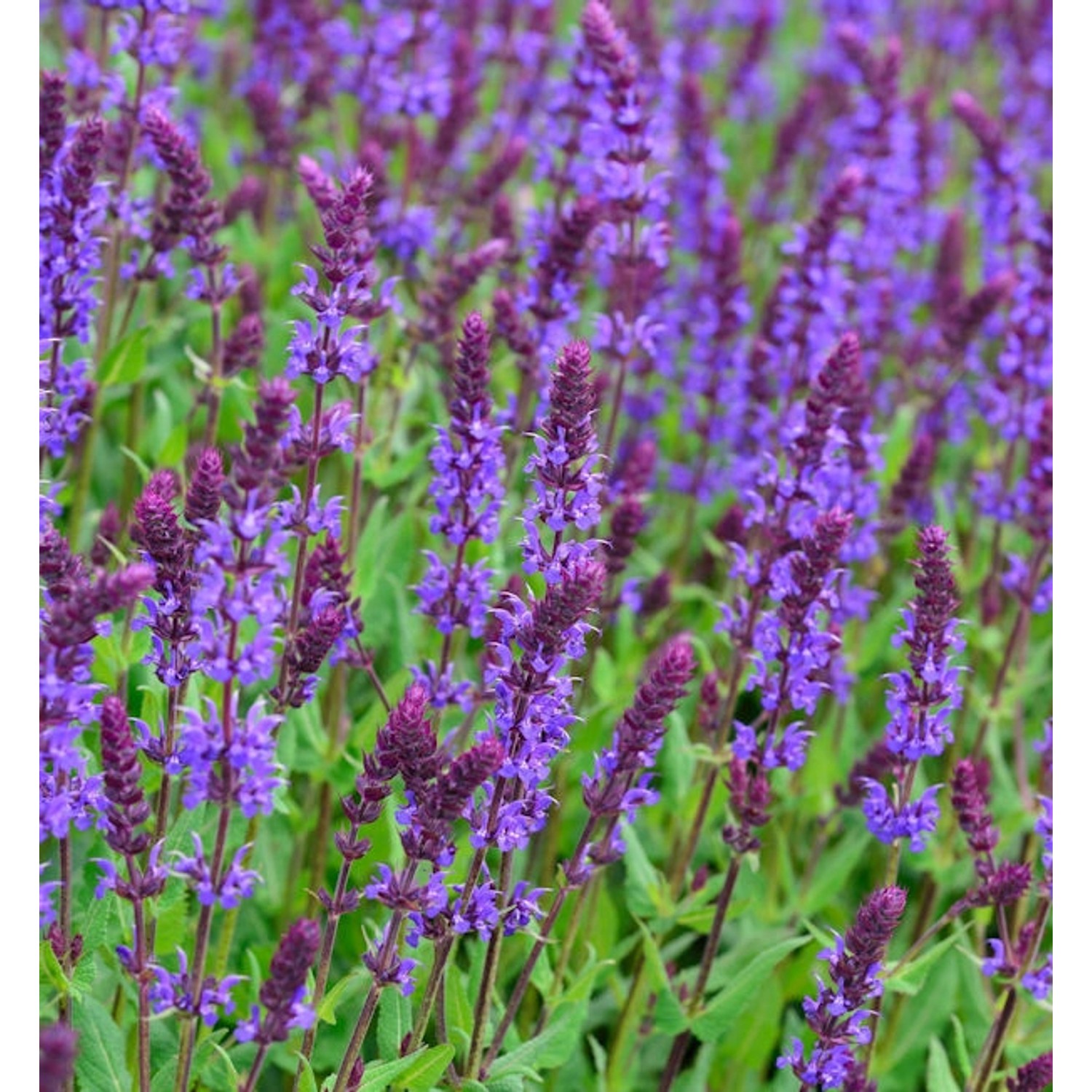 Salbei Tänzerin - Salvia nemorosa günstig online kaufen