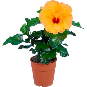 Roseneibisch im Topf, orange Blüte, grüne Blätter. Blühende Zimmerpflanze für Balkon und Terrasse.