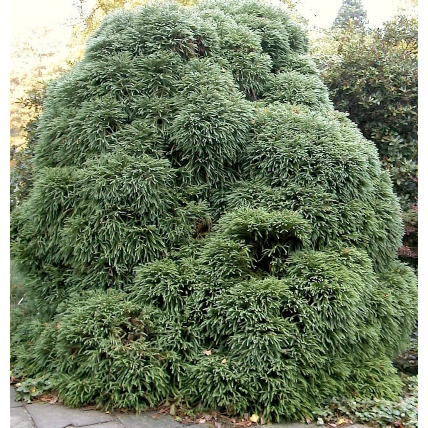 Japanische Sicheltanne Monstrosa Nana 30-40cm - Cryptomeria japonica