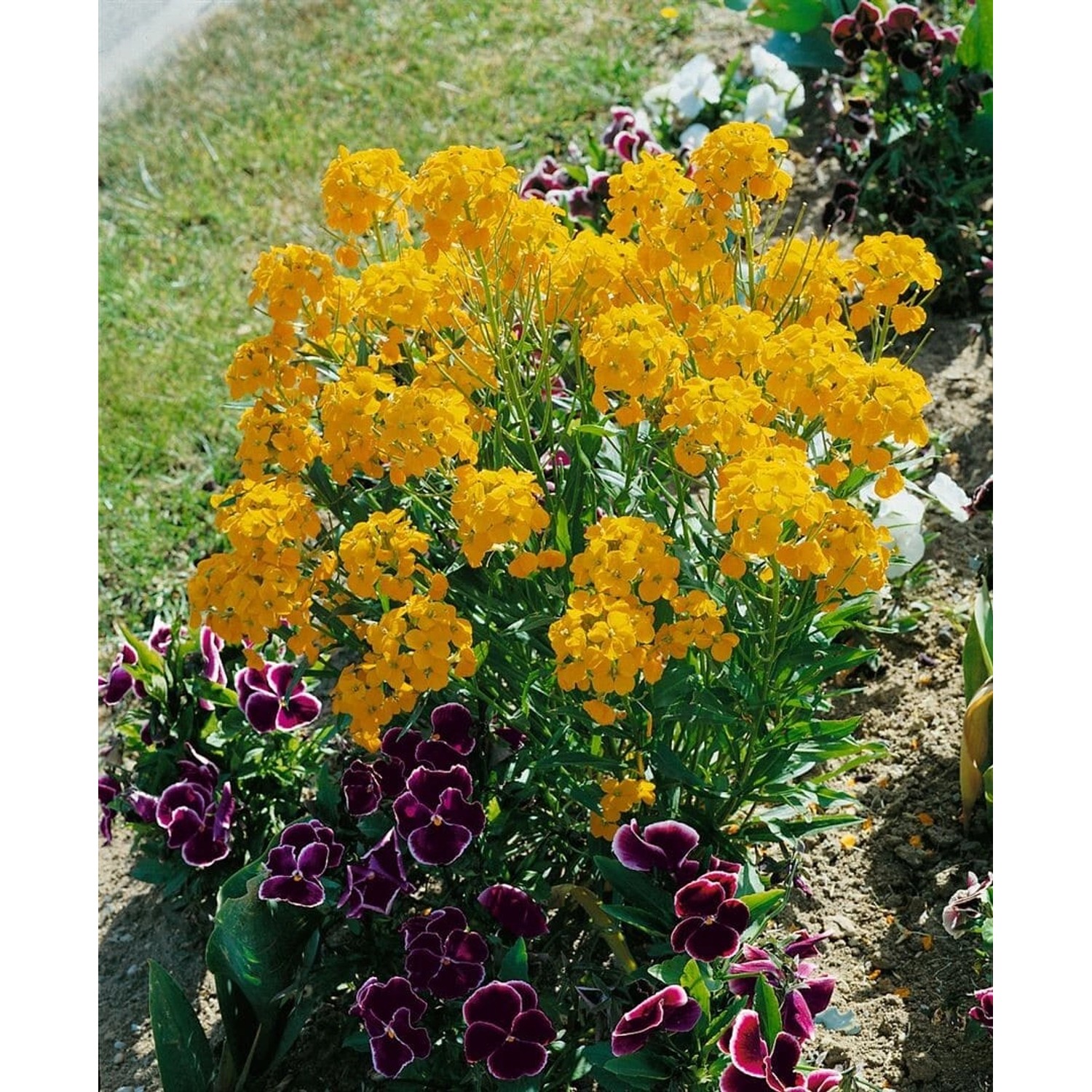 Erysimum X Allionii Goldlack Ca 9x9 cm Topf günstig online kaufen