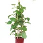 GROW by OBI Kiwi im Topf mit Rankhilfe. Actinidia chinensis mit grünen Blättern.