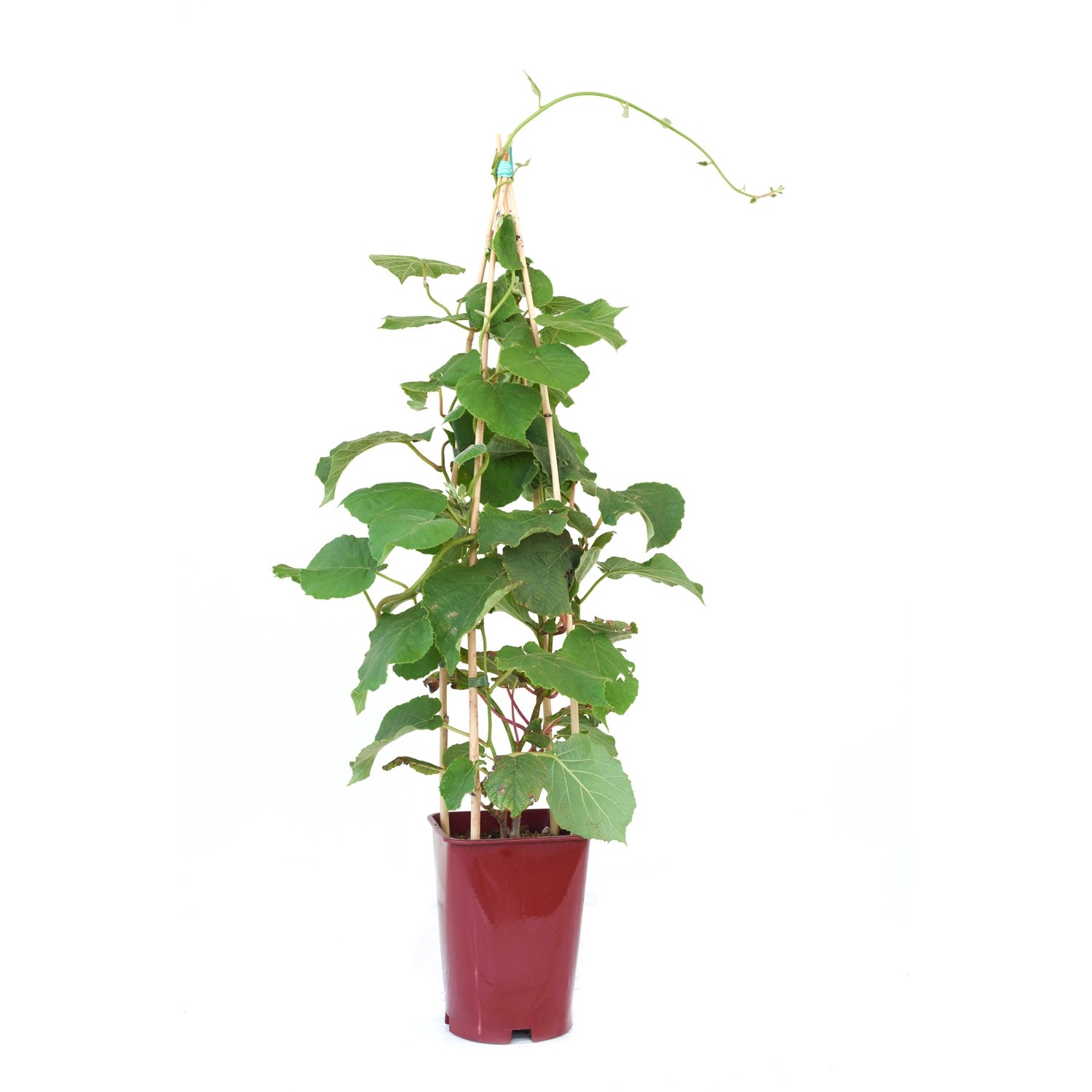 GROW by OBI Kiwi Solo Topf ca. 6 l Actinidia chinensis günstig online kaufen