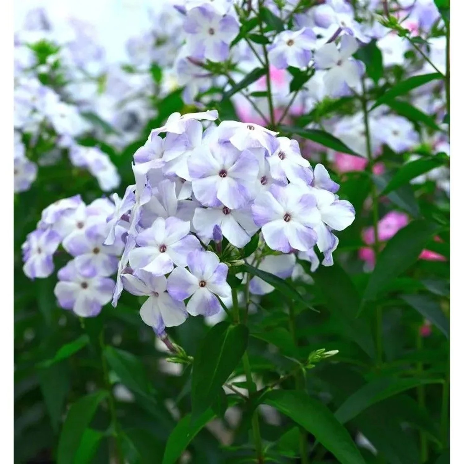 Hohe Flammenblume Blue Flame - Phlox Paniculata