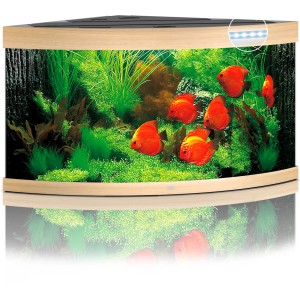 Juwel Trigon LED Aquarium-Set, helles Holz, 350 l, mit Fischen und Pflanzen.