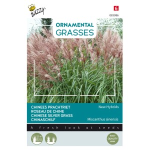 Chinaschilf 'New Hybrids' Buzzy Ornamental Grasses Samen Ca. 0,05 g Feine Halme