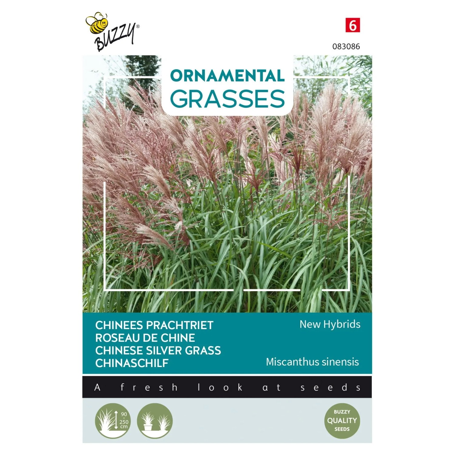 Chinaschilf 'New Hybrids' Buzzy Ornamental Grasses Samen Ca. 0,05 g Feine Halme