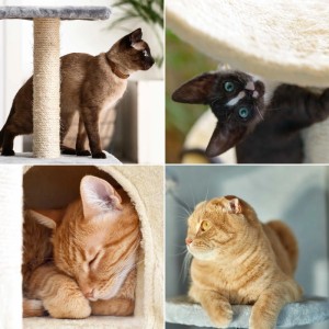 Vier Katzen auf Kratzbäumen: Eine am Sisalstamm, eine schläft im Katzenhaus, zwei ruhen auf Plüsch-Plattformen. Für Katzen.