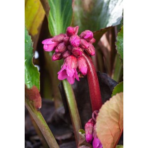 Bergenie 'David' im 11x11 cm Topf mit rosa Blüten und grünen Blättern.